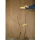 MORELA HARCOT soczysta słodka - sadzonki 90 / 120 cm